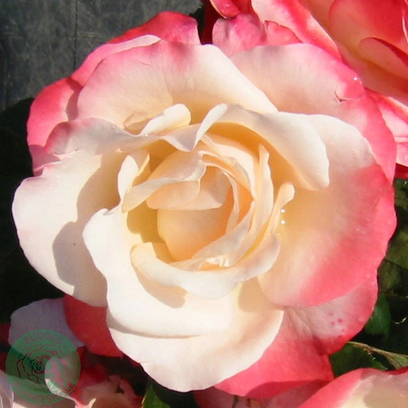 Ros 'Nostalgie' 1 Ros 'Nostalgie'