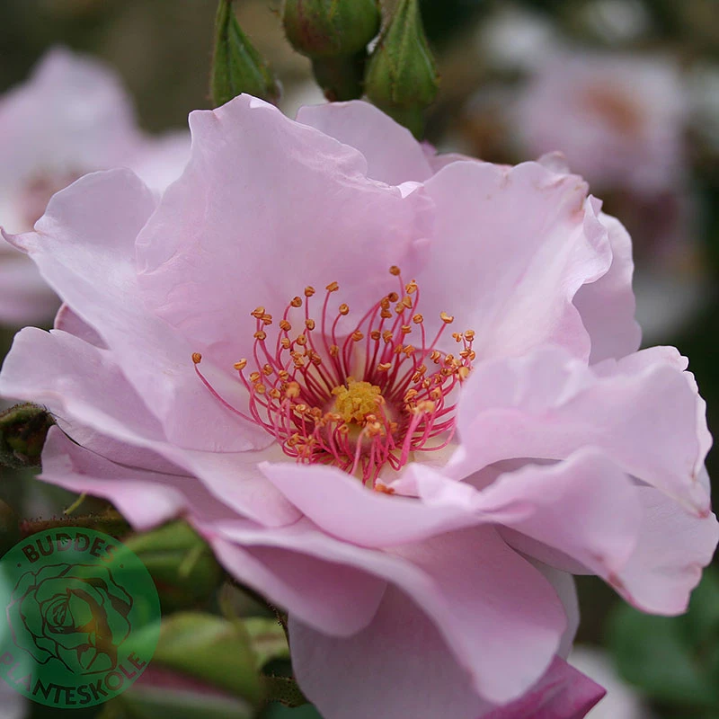 Ros 'Odyssey' 1 Ros 'Odyssey'