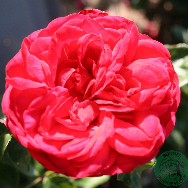 Ros 'Piano' 1 Ros 'Piano'