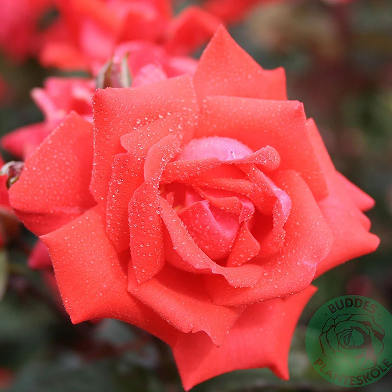 Ros 'Piccolo' 1 Ros 'Piccolo'