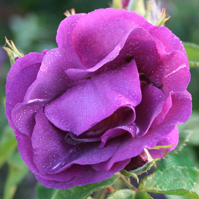 Ros 'Rhapsody In Blue' 1 Ros 'Rhapsody In Blue'