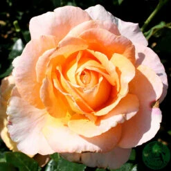 Ros 'Scented Memory'