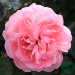 Ros 'Sissel Renaissance'