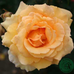 Ros 'Sophia Renaissance'