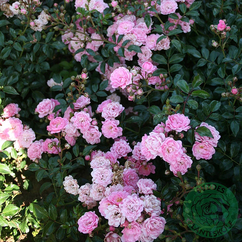 Ros 'The Fairy' 1 Ros 'The Fairy'