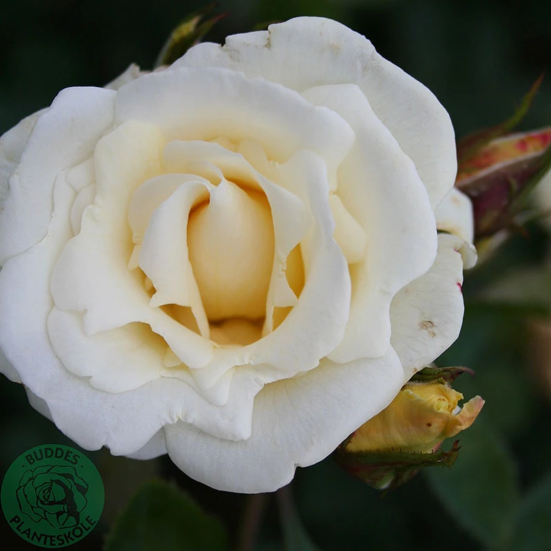 Ros 'White Nights' 1 Ros 'White Nights'