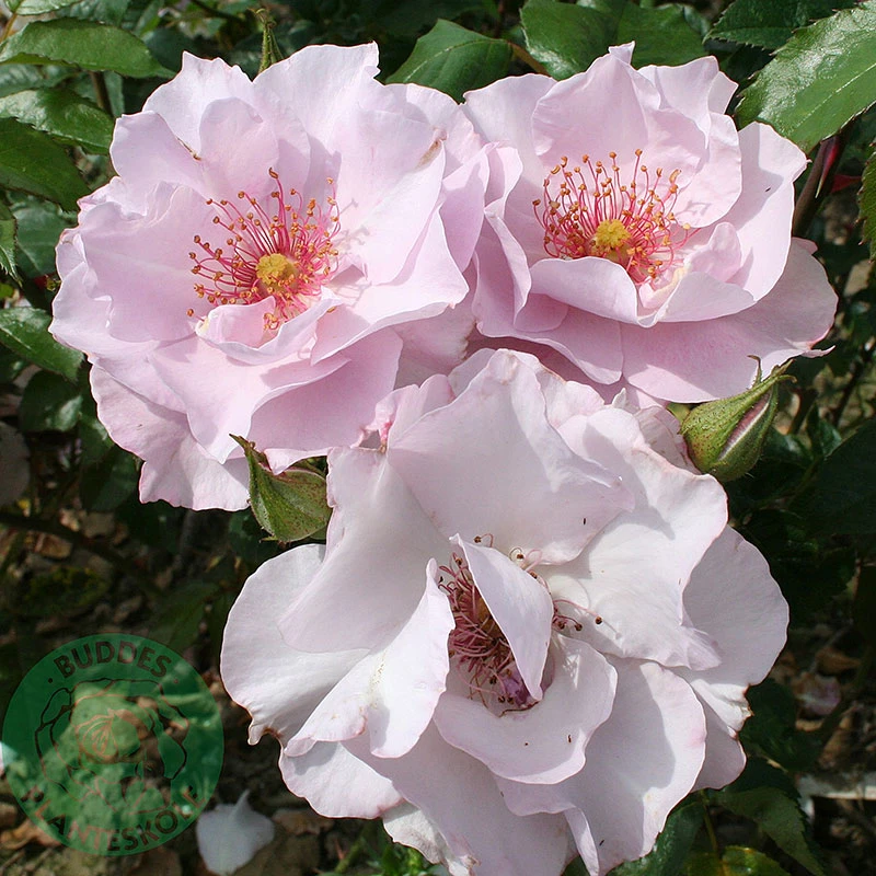 Ros 'Odyssey' 2 Ros 'Odyssey' - Image 2