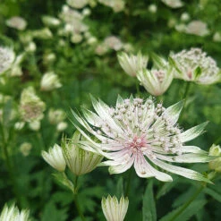 Stjärnflocka, 3-pack