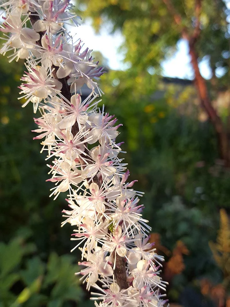 Höstsilverax 'Pink Spike', 2L 2 Höstsilverax 'Pink Spike', 2L - Image 2