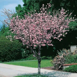 Rosenmandel, Prunus Triloba