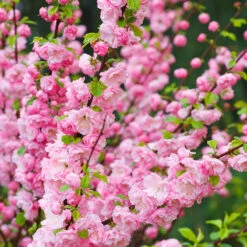 Rosenmandel, Prunus Triloba 7 Rosenmandel, Prunus Triloba -Meyer Sales Shop rosenmandel prunus triloba rosablad