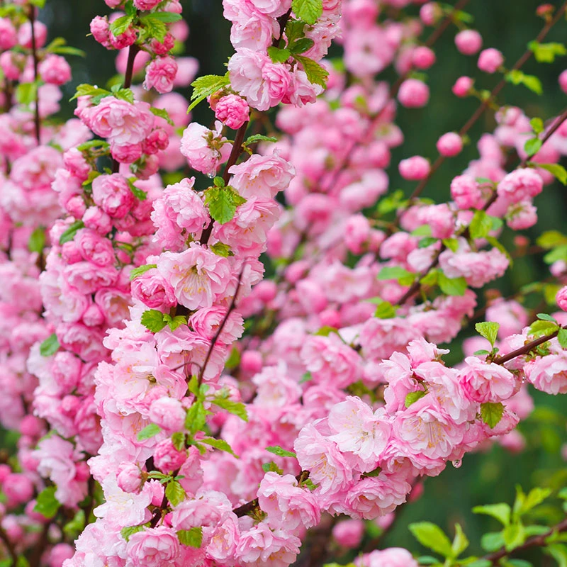 Rosenmandel, Prunus Triloba 4 Rosenmandel, Prunus Triloba - Image 4