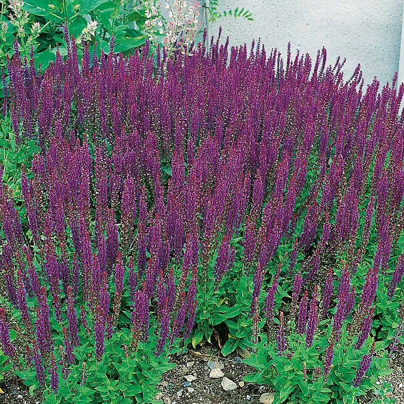 Stäppsalvia 'Ostfriesland' 2 Stäppsalvia 'Ostfriesland' - Image 2