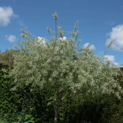 Silverpäron 'Pendula', 80-90 Cm -Meyer Sales Shop silverparon pendula 80 90cm fullvuxen