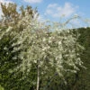 Silverpäron, Pyrus Salcifolia, 'Pendula', 100-120 Cm