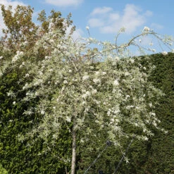 SilverpÀron, Pyrus Salcifolia, 'Pendula', 100-120 Cm