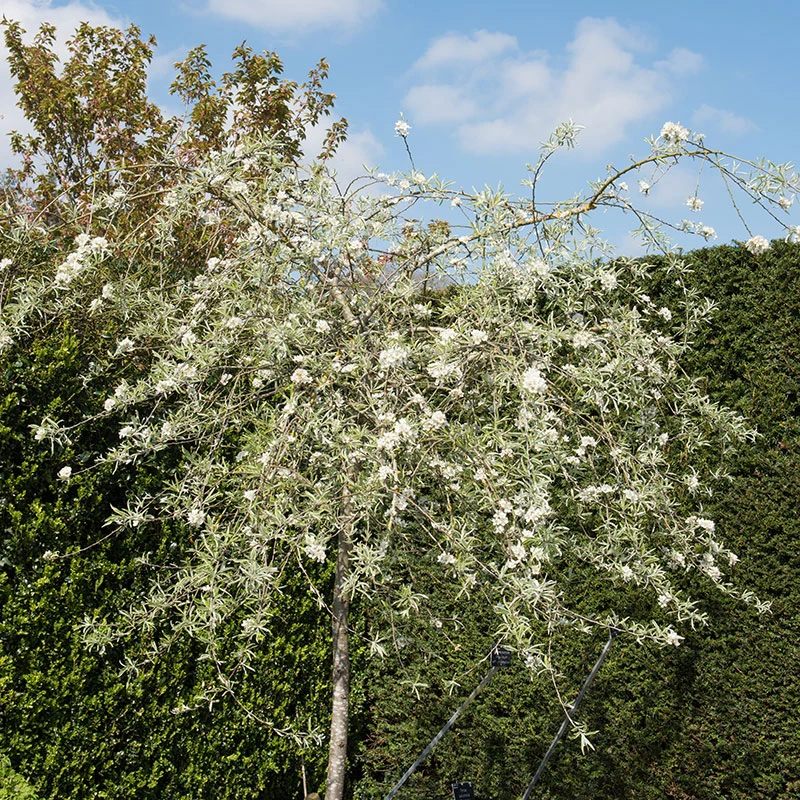 Silverpäron, Pyrus Salcifolia, 'Pendula', 100-120 Cm 1 Silverpäron, Pyrus Salcifolia, 'Pendula', 100-120 Cm