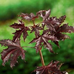 Front Page -Meyer Sales Shop skogslonn crimson sentry 2