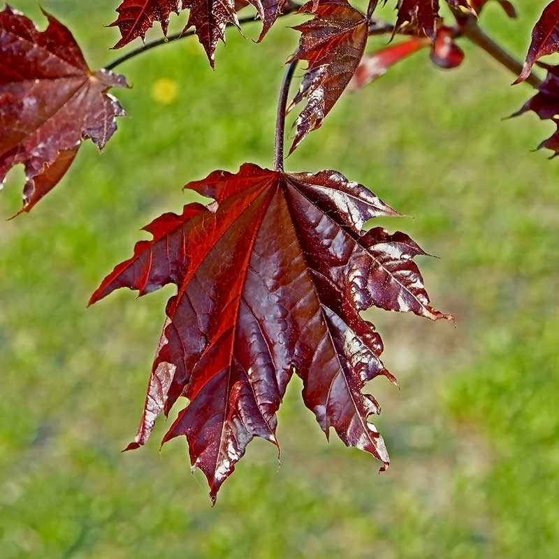 Skogslönn 'Crimson Sentry' 3 Skogslönn 'Crimson Sentry' - Image 3