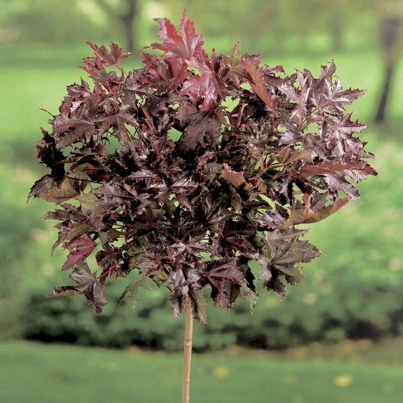 Skogslönn 'Crimson Sentry' 1 Skogslönn 'Crimson Sentry'