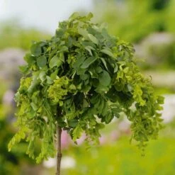 Skruvrobinia 'Twisty Baby'