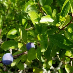 Slån 50-80 Cm, 100-pack 5 Slån 50-80 Cm, 100-pack -Meyer Sales Shop slan prunus spinosa