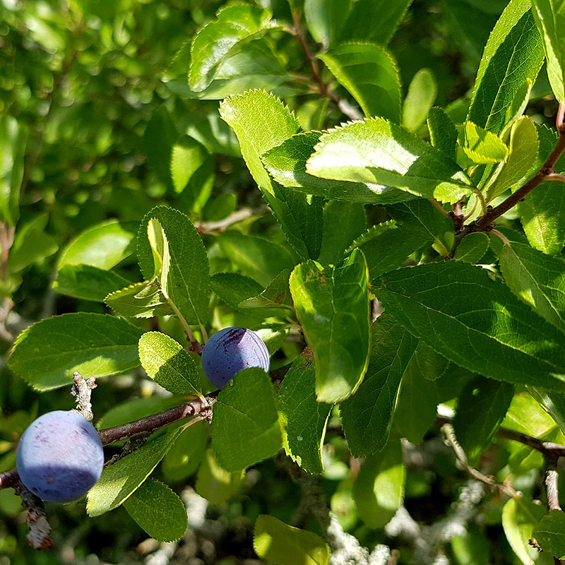 Slån 50-80 Cm, 100-pack 3 Slån 50-80 Cm, 100-pack - Image 3