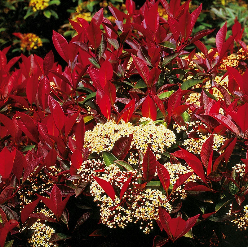 Slånaronia 'Viking' 1 Slånaronia 'Viking'