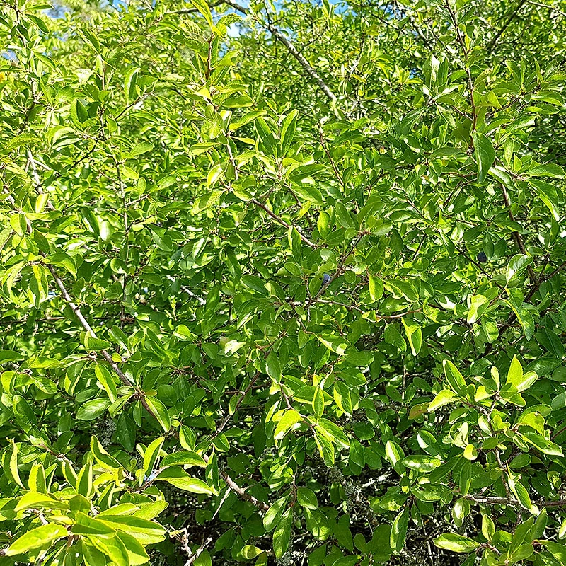 Slån 50-80 Cm, 100-pack 2 Slån 50-80 Cm, 100-pack - Image 2