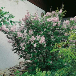 Småbladig Syren, Syringa Microphylla 'Superba'