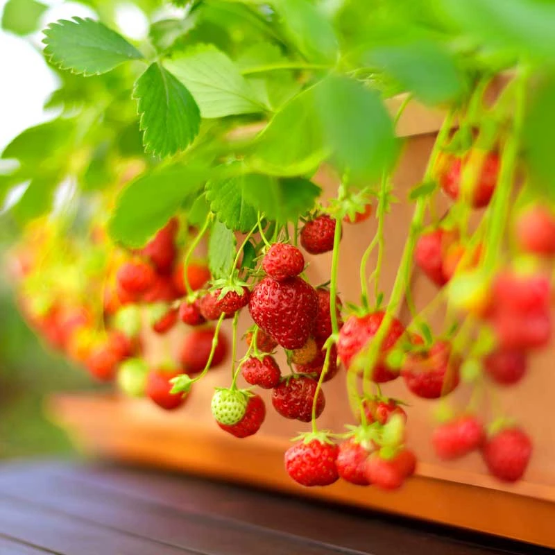 Smulgubbe 'Rebecka', 10-pack 2 Smulgubbe 'Rebecka', 10-pack - Image 2