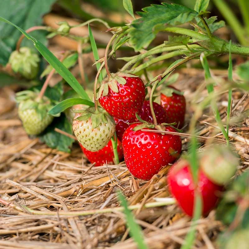 Smulgubbe 'Rebecka', 10-pack 1 Smulgubbe 'Rebecka', 10-pack