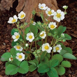 Smultron 'Snövit' 10-pack