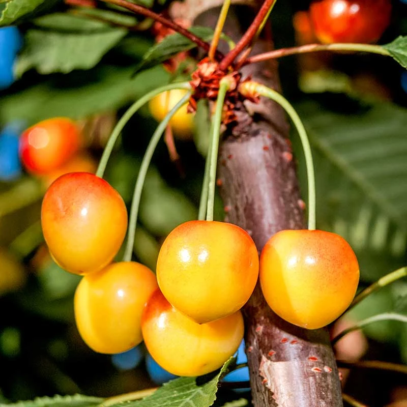 Sötkörsbär 'Büttners Späte Rote K.' - M Uppbindn 1 Sötkörsbär 'Büttners Späte Rote K.' - M Uppbindn