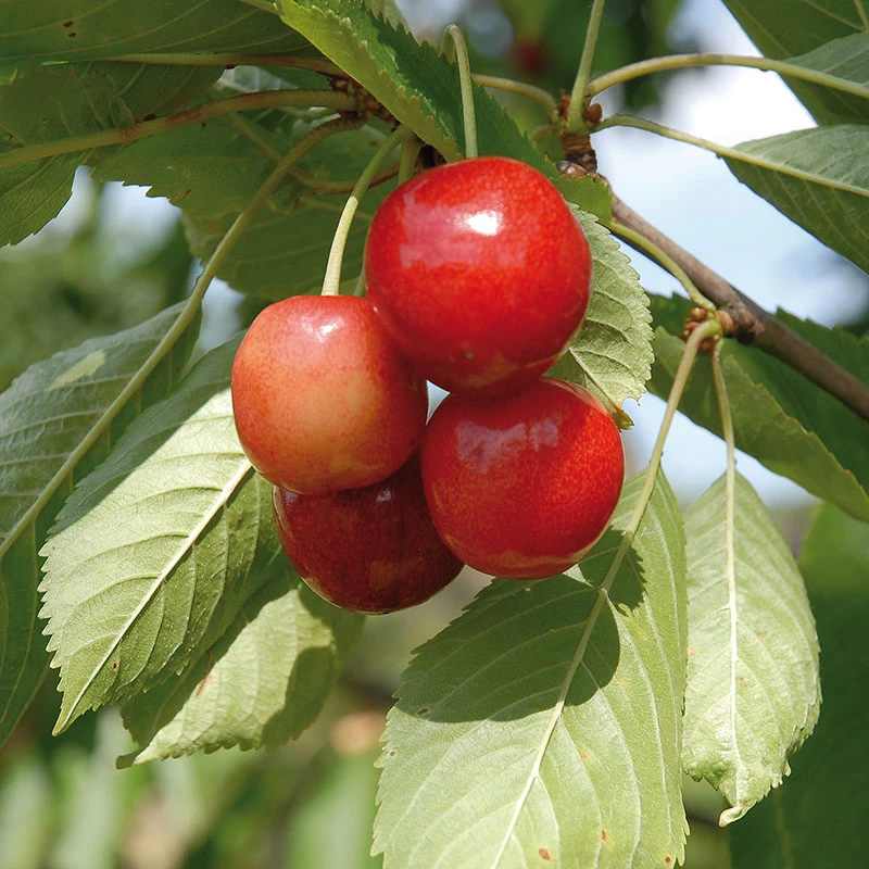 Sötkörsbär 'Merton Glory' 1 Sötkörsbär 'Merton Glory'