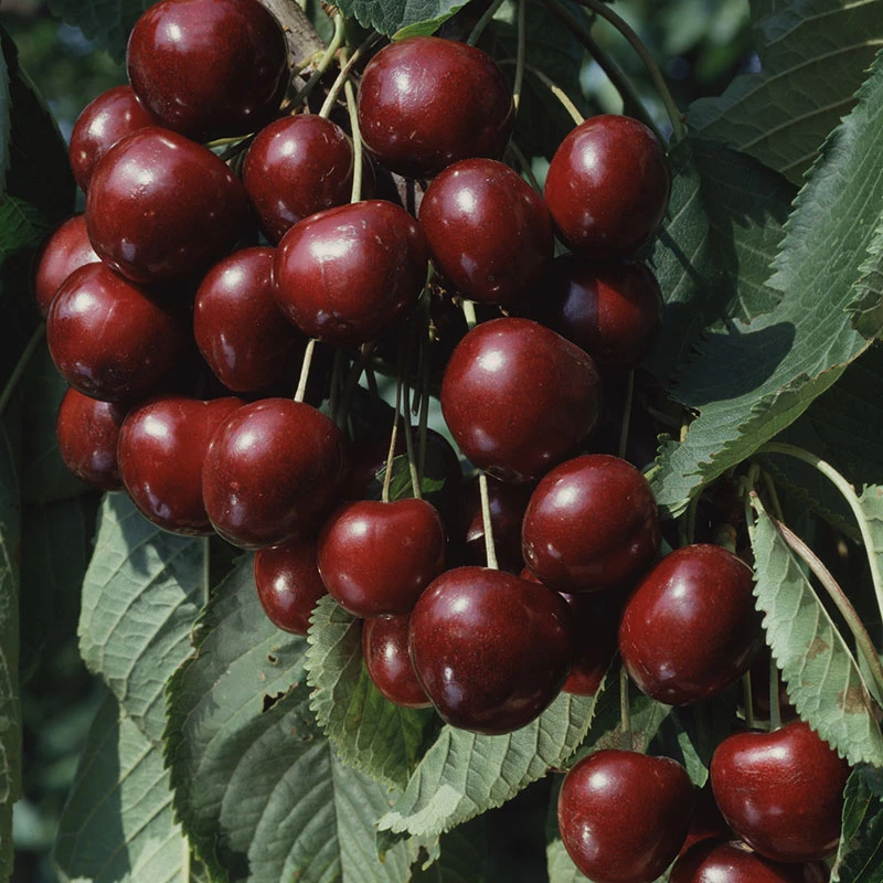 Sötkörsbär 'Sam' 1 Sötkörsbär 'Sam'