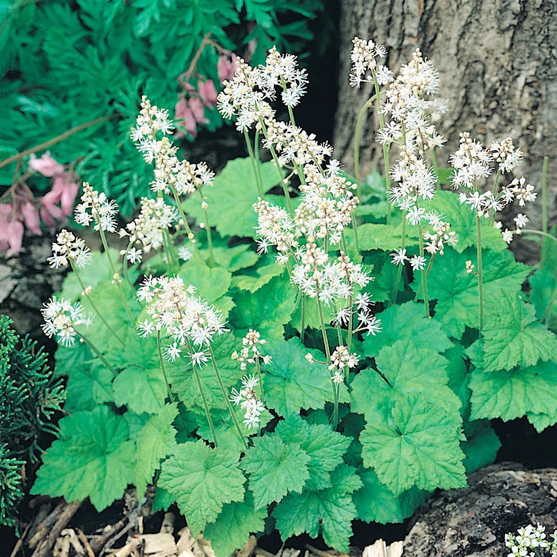 Spetsmössa' Moogrun', 6-pack 1 Spetsmössa' Moogrun', 6-pack