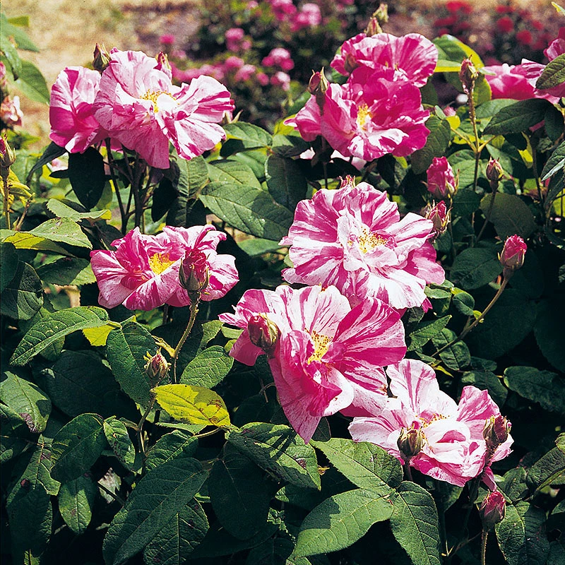 Ros 'Mundi' 2 Ros 'Mundi' - Image 2