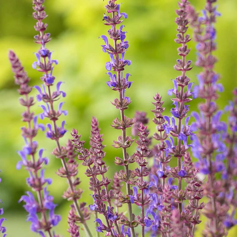 Stäppsalvia 'Blaukönigin', 6-pack 2 Stäppsalvia 'Blaukönigin', 6-pack - Image 2