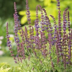 Stäppsalvia 'Blaukönigin', 6-pack