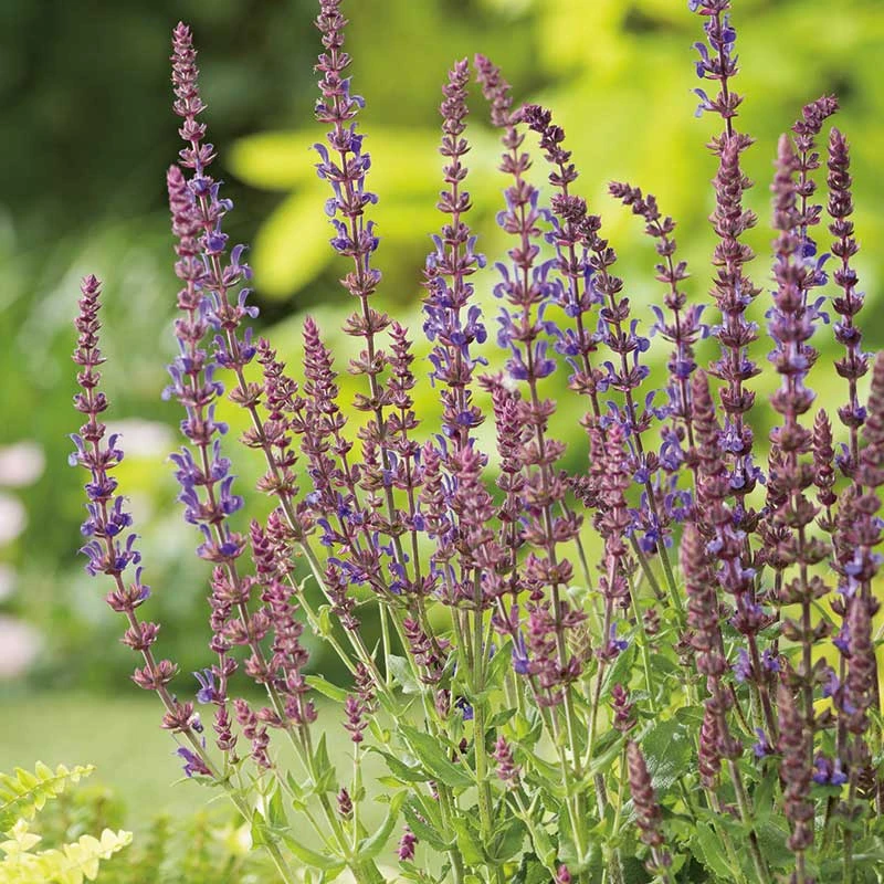 Stäppsalvia 'Blaukönigin', 6-pack 1 Stäppsalvia 'Blaukönigin', 6-pack