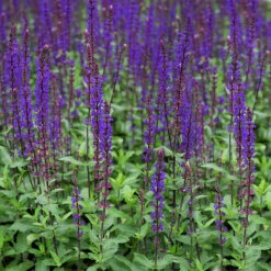 Stäppsalvia 'Caradonna', 6-pack