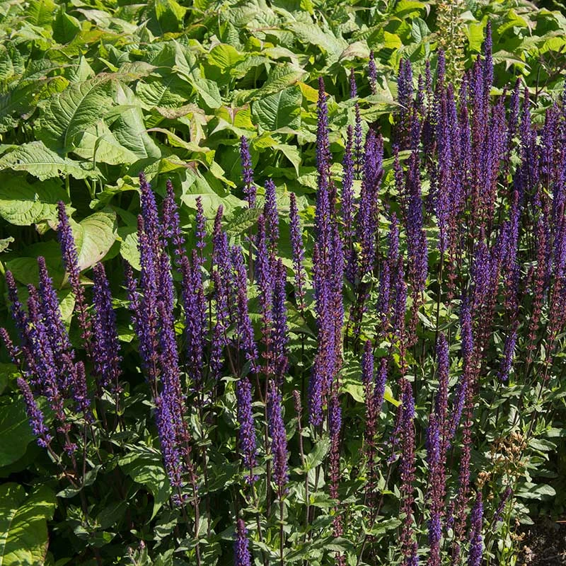 Stäppsalvia 'Mainacht', 6-pack 2 Stäppsalvia 'Mainacht', 6-pack - Image 2