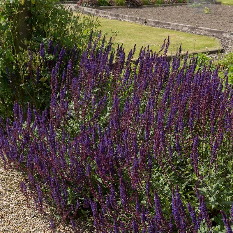 Stäppsalvia 'Mainacht', 6-pack 1 Stäppsalvia 'Mainacht', 6-pack