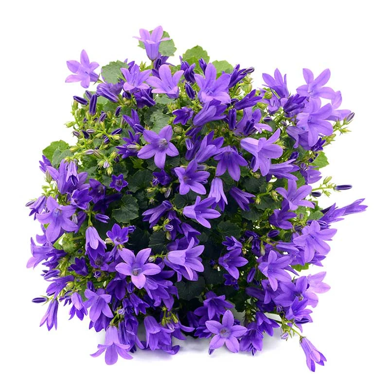 Stjärnklocka "Stella", 6-pack 2 Stjärnklocka "Stella", 6-pack - Image 2