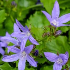 Stjärnklocka "Stella", 6-pack