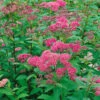 Rosenspirea 10-pack