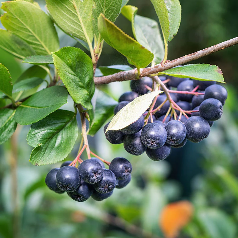 Svartaronia 'Hugin' 10-pack 2 Svartaronia 'Hugin' 10-pack - Image 2