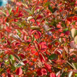 Svartaronia 'Hugin' 10-pack 5 Svartaronia 'Hugin' 10-pack -Meyer Sales Shop svart aronia aronia melanocarpa hugin 2