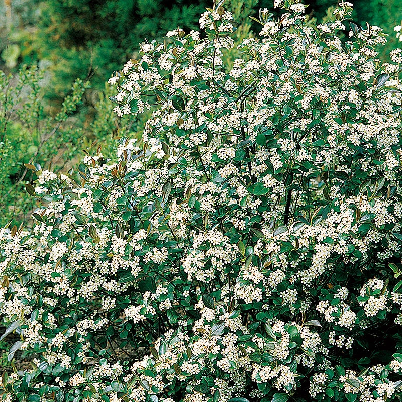 Svartaronia 'Hugin' 10-pack 1 Svartaronia 'Hugin' 10-pack